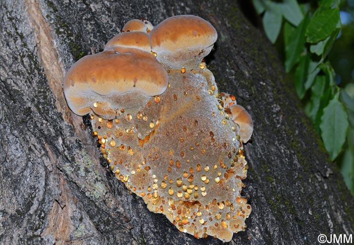 Inonotus rickii