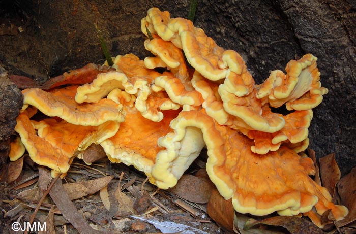 Laetiporus sulphureus