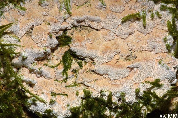 Inonotus nodulosus = Mensularia nodulosa
