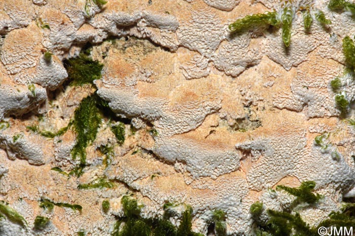 Inonotus nodulosus = Mensularia nodulosa