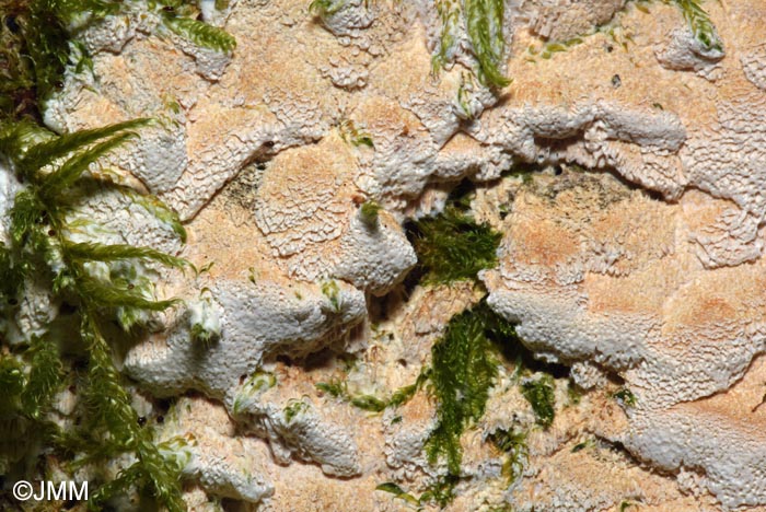 Inonotus nodulosus = Mensularia nodulosa