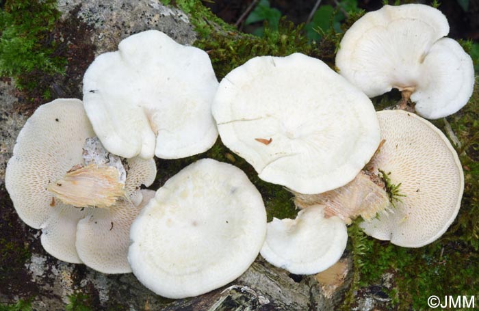 Neofavolus alveolaris