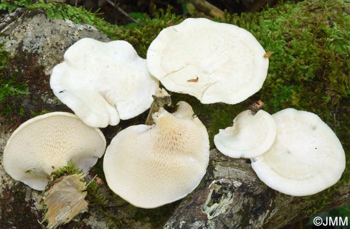 Neofavolus alveolaris