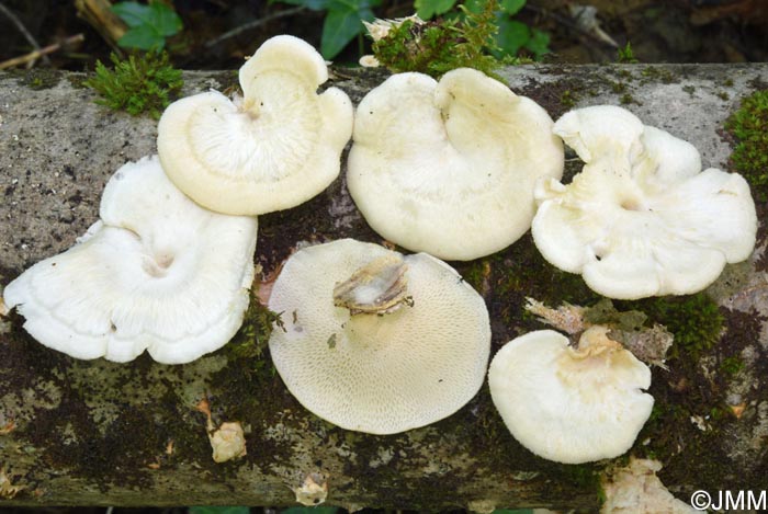 Neofavolus alveolaris