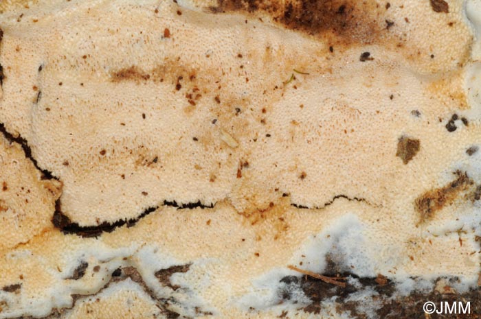 Oxyporus obducens