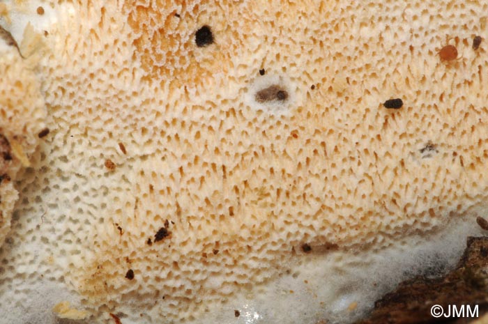 Oxyporus obducens
