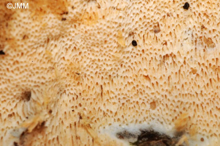 Oxyporus obducens