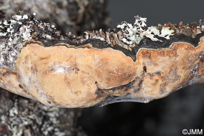 Phellinus lundellii