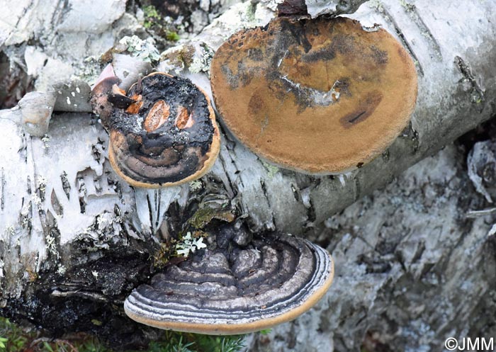 Phellinus nigricans