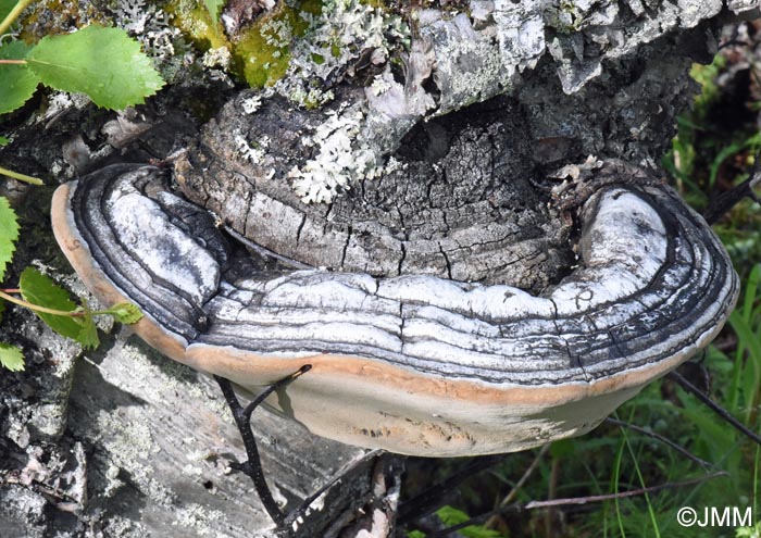 Phellinus nigricans
