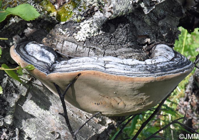 Phellinus nigricans