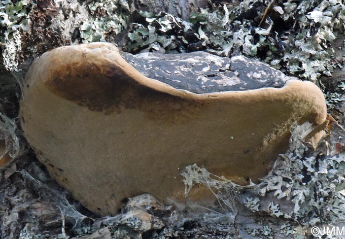 Phellinus nigricans