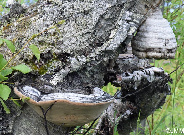 Phellinus nigricans et Fomes fomentarius