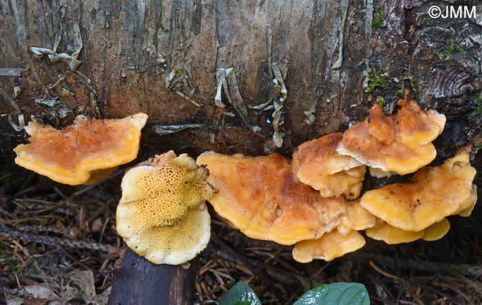 Pycnoporellus fulgens