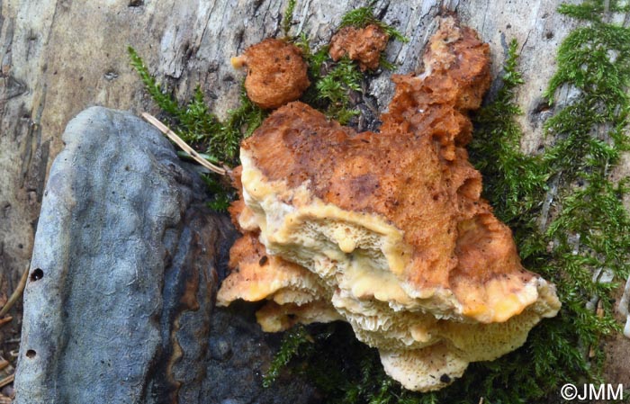 Pycnoporellus fulgens & Fomitopsis pinicola