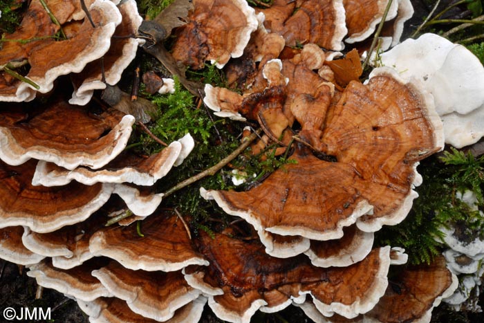 Trametes ochracea