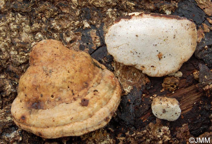 Truncospora atlantica