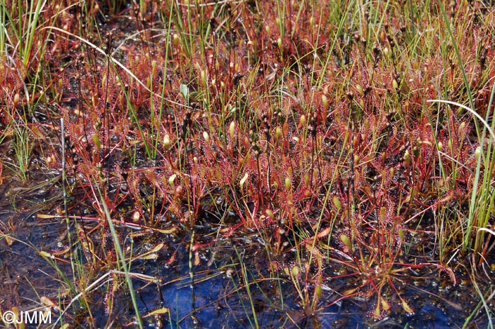 Drosera longifolia