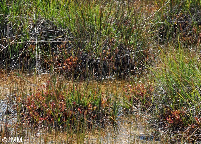 Drosera longifolia