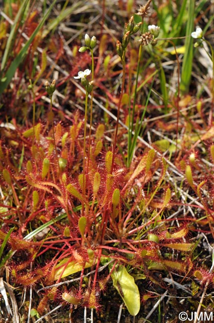 Drosera longifolia & Pinguicula vulgaris