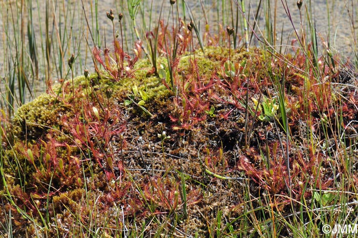 Drosera longifolia