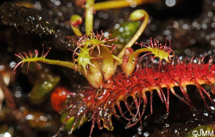 Drosera longifolia