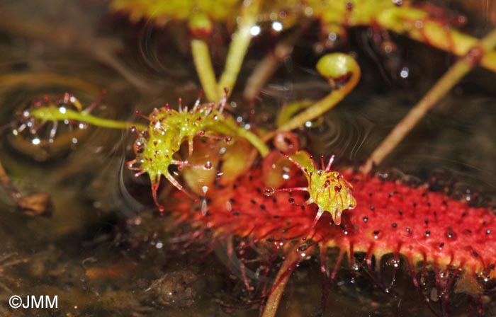 Drosera longifolia