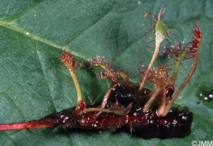 Drosera longifolia