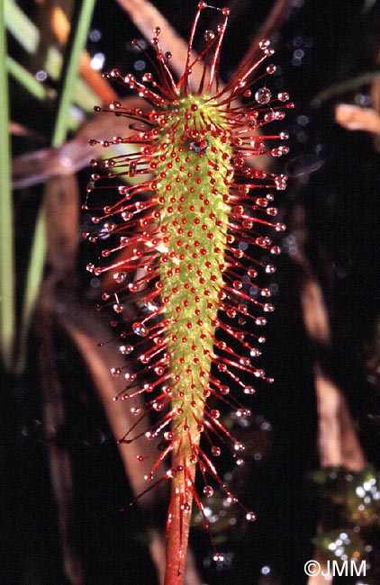 Drosera longifolia