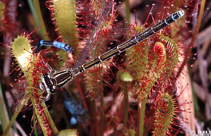 Drosera longifolia