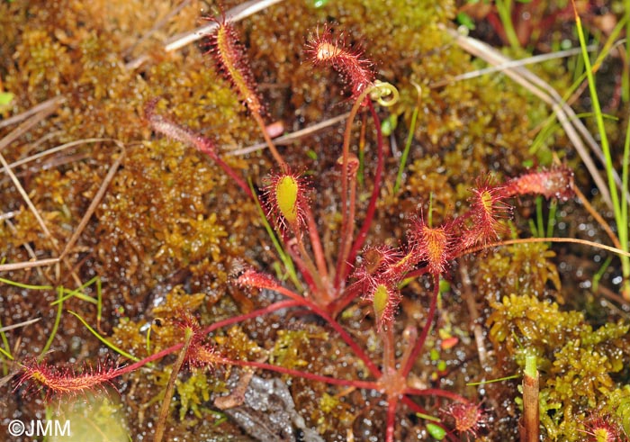 Drosera longifolia