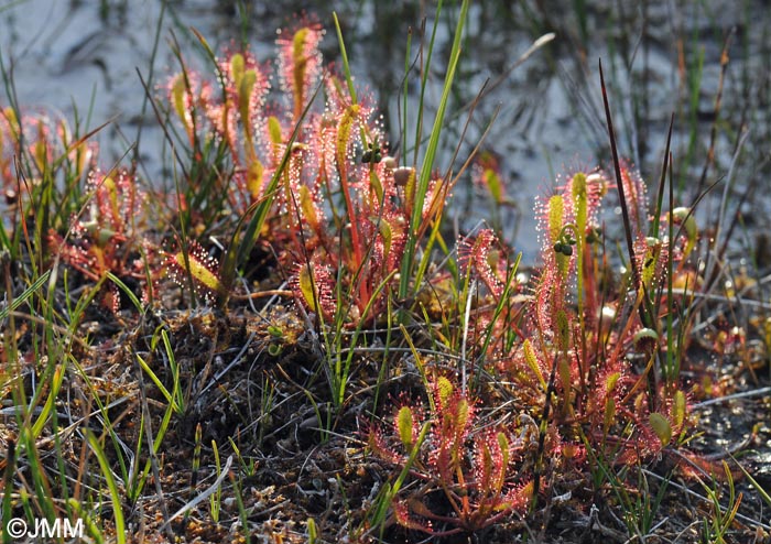 Drosera longifolia