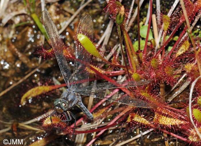 Drosera longifolia