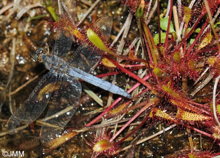 Drosera longifolia