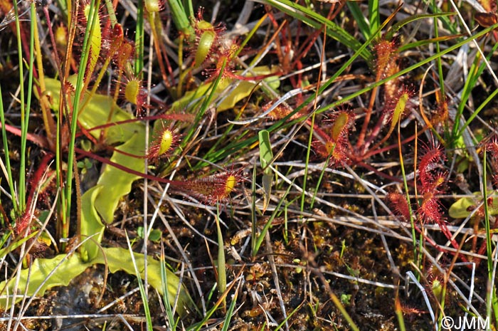 Drosera longifolia & Pinguicula vulgaris