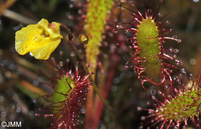 Drosera longifolia & Utricularia minor