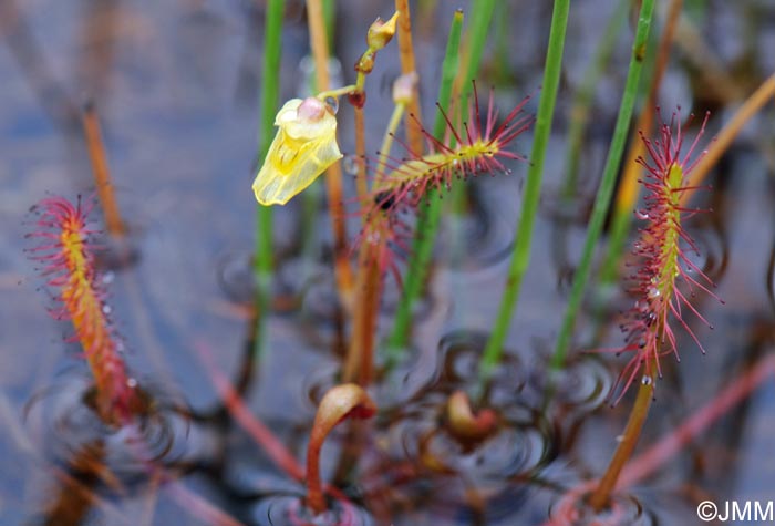 Utricularia minor & Drosera longifolia