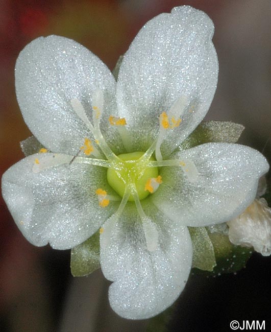 Drosera longifolia