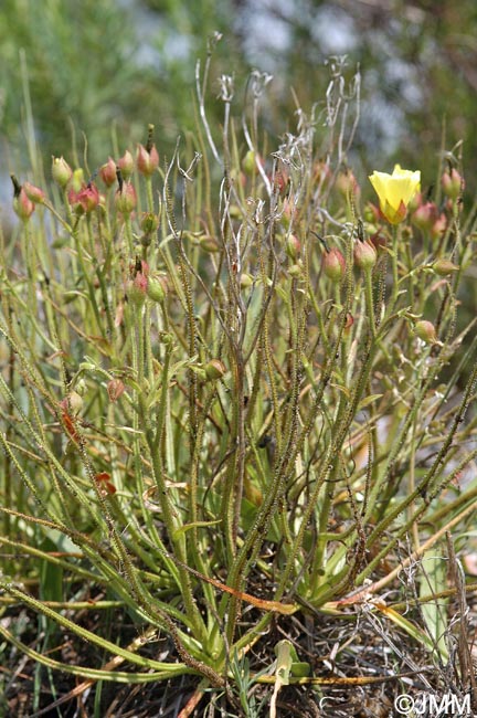 Drosophyllum lusitanicum