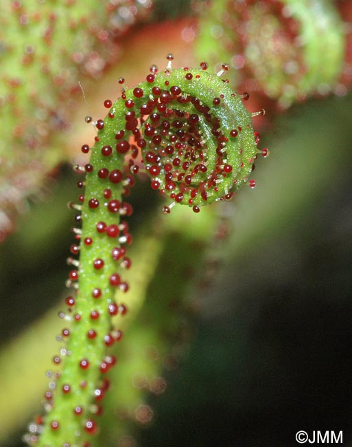 Drosophyllum lusitanicum