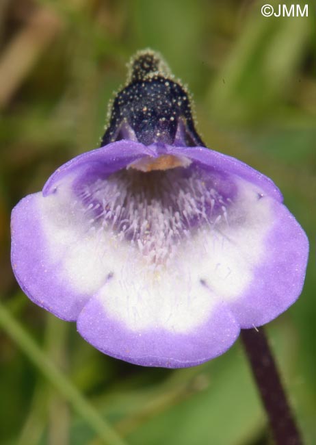 Pinguicula aff. leptoceras