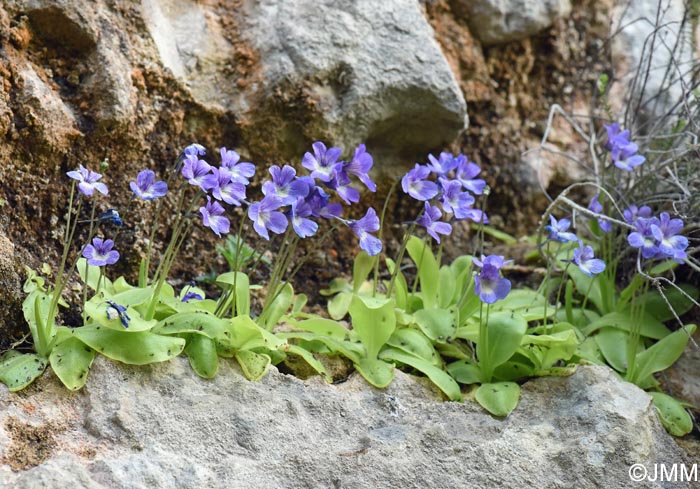 Pinguicula sehuensis