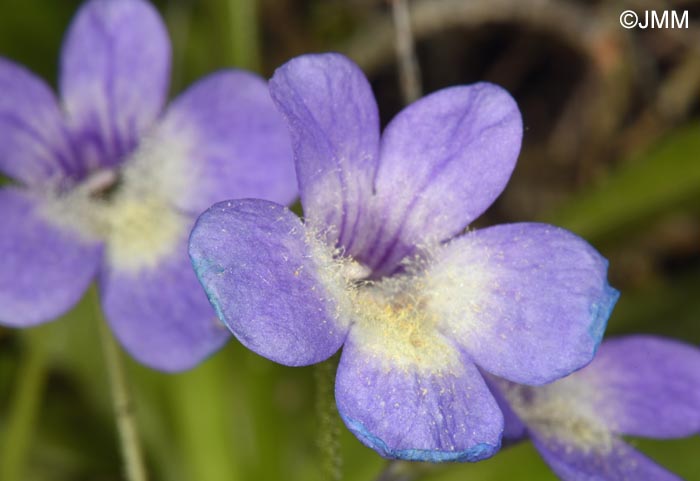 Pinguicula sehuensis