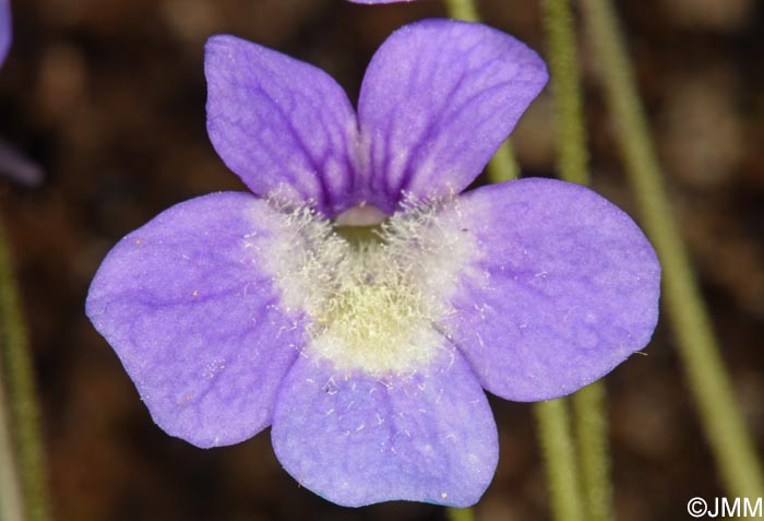 Pinguicula sehuensis