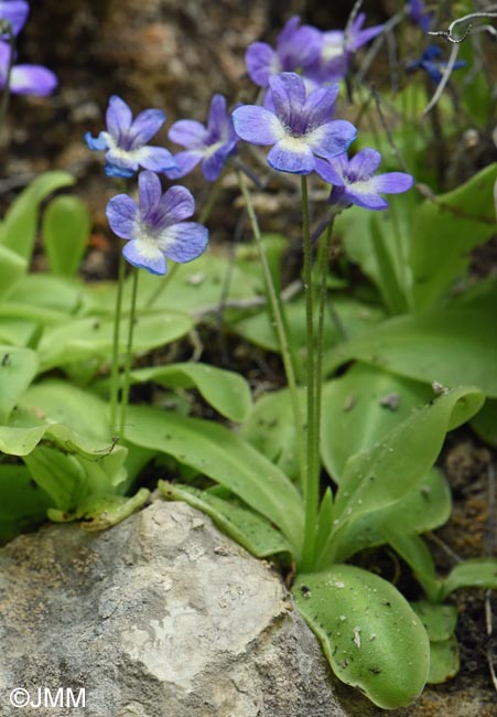 Pinguicula sehuensis