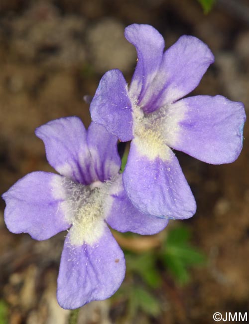 Pinguicula sehuensis