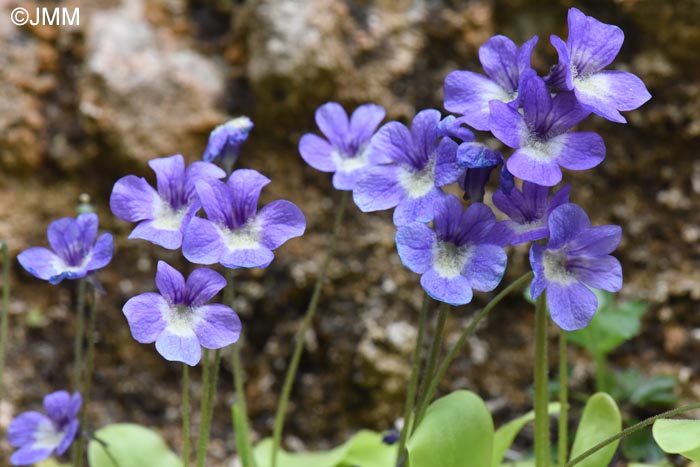 Pinguicula sehuensis