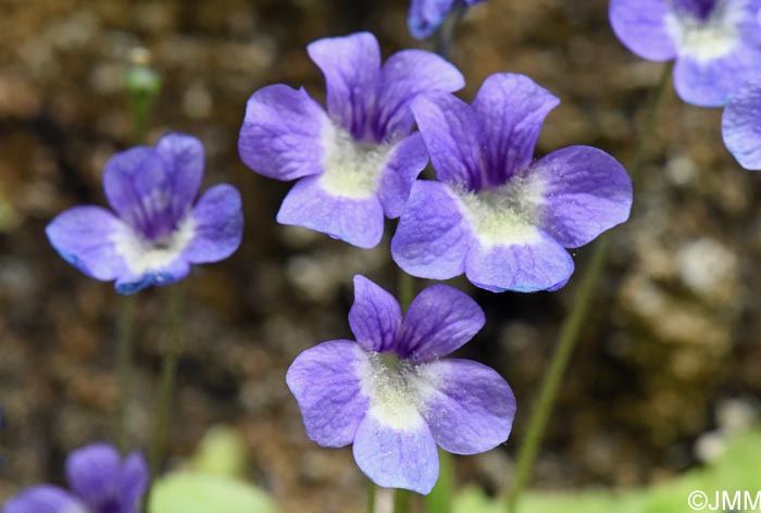 Pinguicula sehuensis