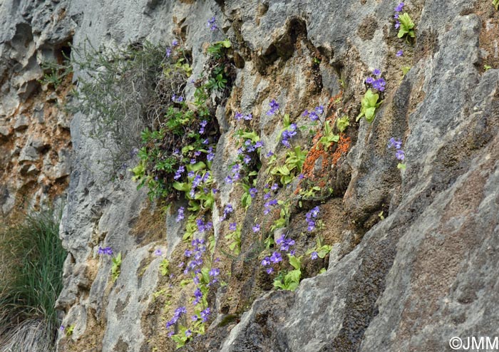 Pinguicula sehuensis