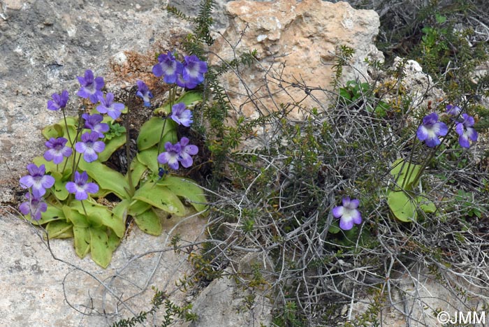 Pinguicula sehuensis